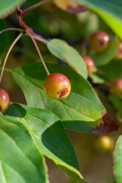 年来备受瞩 年来备受瞩